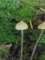 Entoloma conicum