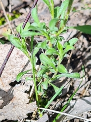 Vittadinia