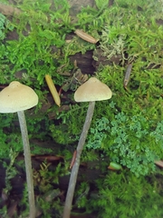Entoloma conicum