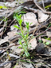 Vittadinia