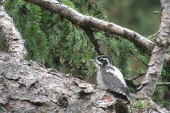 Picoides dorsalis