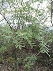 Senegalia berlandieri