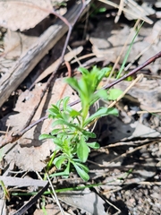 Vittadinia