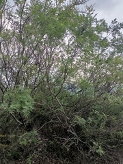 Senegalia berlandieri