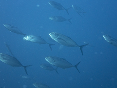 Caranx caballus
