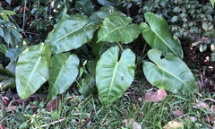 Philodendron
