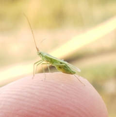 Trigonotylus