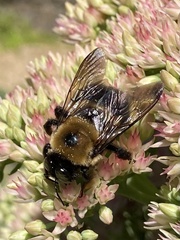 Xylocopa virginica