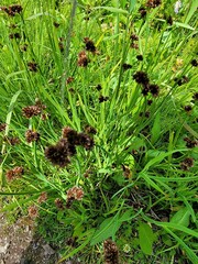 Juncus ensifolius