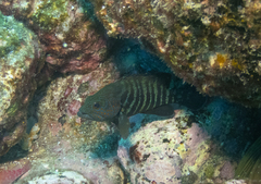 Cephalopholis panamensis