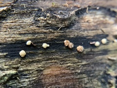 Trichoderma gelatinosum