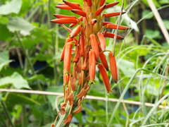 Aloe arborescens