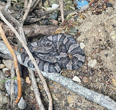 Agkistrodon piscivorus