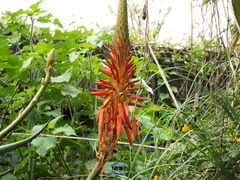 Aloe arborescens