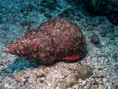 Triplofusus princeps