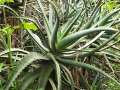 Aloe arborescens
