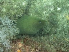 Gymnothorax castaneus