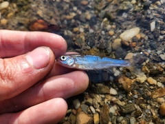 Semotilus corporalis