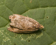 Olethreutes nigranum