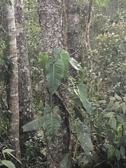 Philodendron