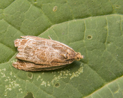 Olethreutes nigranum