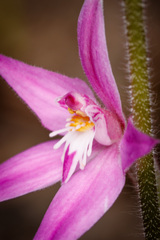 Caladenia latifolia