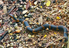 Nerodia fasciata
