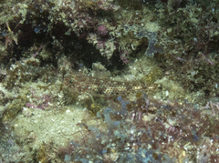 Coryphopterus urospilus