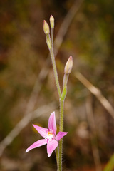 Caladenia latifolia