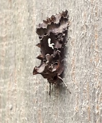 Autographa corusca