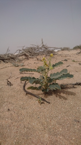 Senna italica subsp. micrantha image