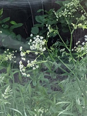 Anthriscus sylvestris