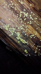 Trichoderma gelatinosum