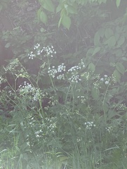 Anthriscus sylvestris