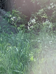 Anthriscus sylvestris