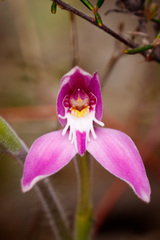Caladenia latifolia