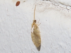 Hemerobiidae