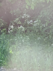 Anthriscus sylvestris