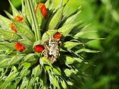 Agonoscelis puberula