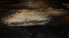 Trichoderma gelatinosum