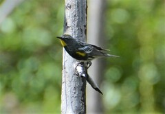Setophaga coronata auduboni