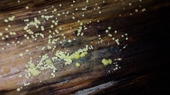 Trichoderma gelatinosum