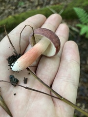 Russula