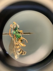 Agapostemon virescens