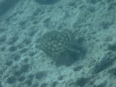 Urobatis concentricus