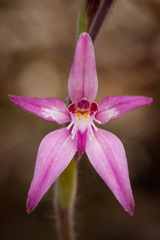 Caladenia latifolia