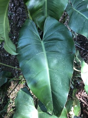 Philodendron