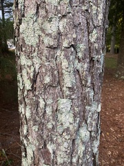 Pinus echinata