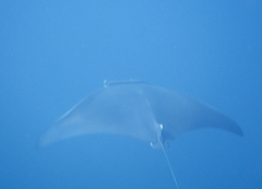 Mobula thurstoni