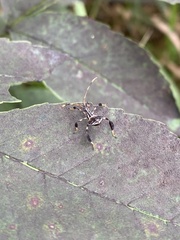 Acanthocephala terminalis